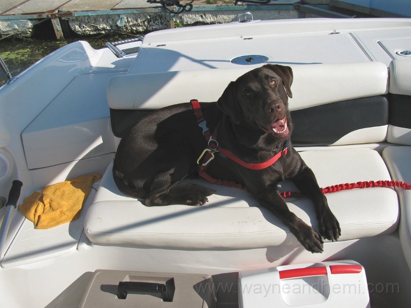 weekof090610_salty dog.JPG